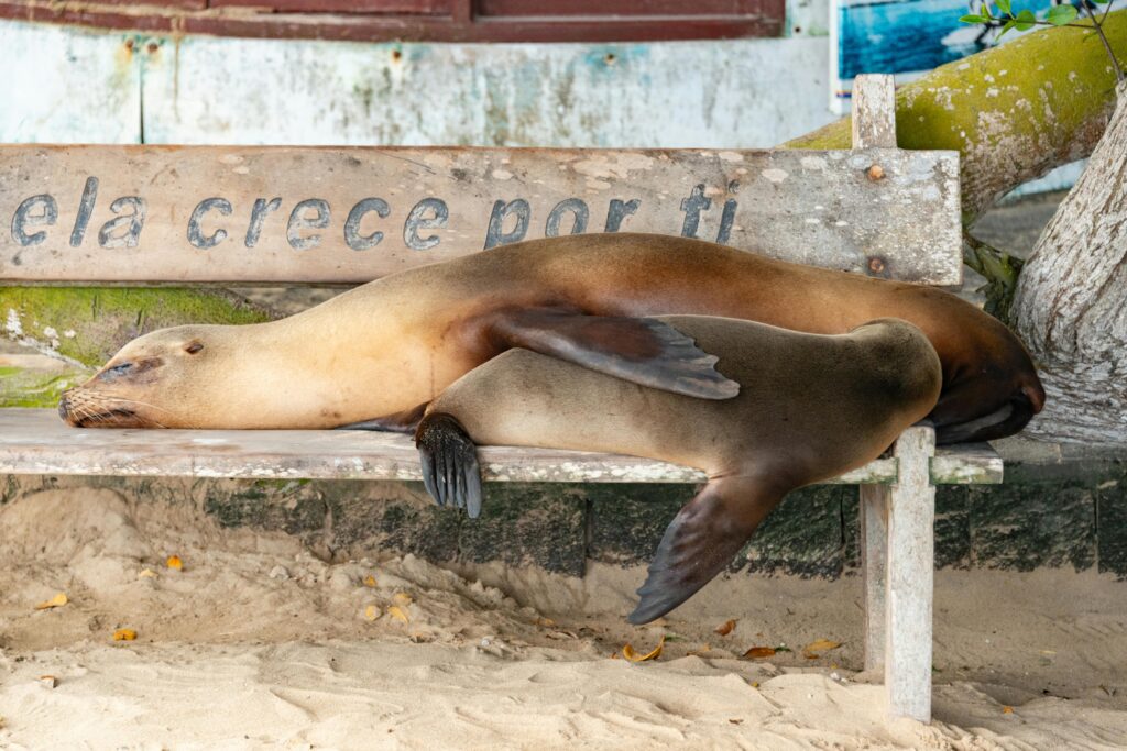 Couple Travel The Galapagos Islands